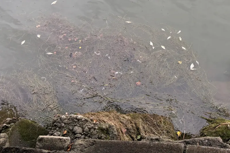 Egnach TG – Mehrere hundert tote Fische im Bach entdeckt