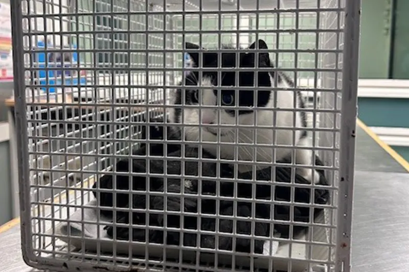 Hamburg HH – Katze nach Fahrt mit Regionalzug wieder bei Besitzerin