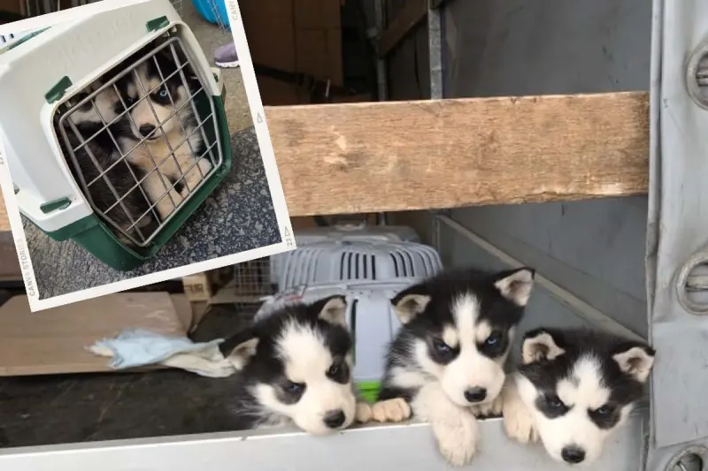 Leoben - Sieben Husky-Welpen gerettet