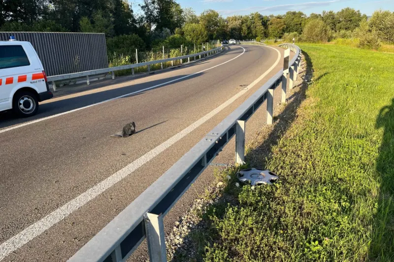  St. Margrethen SG - Geisterfahrer auf Autobahn A1 – 81-jähriger Fahrer war fahrunfähig