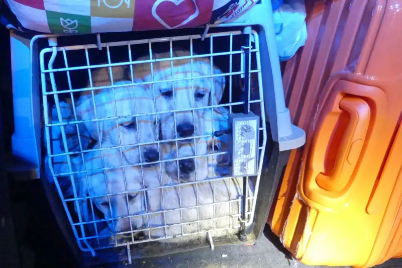 Lindlar - Hunde- und Katzenwelpen aus Tiertransport gerettet