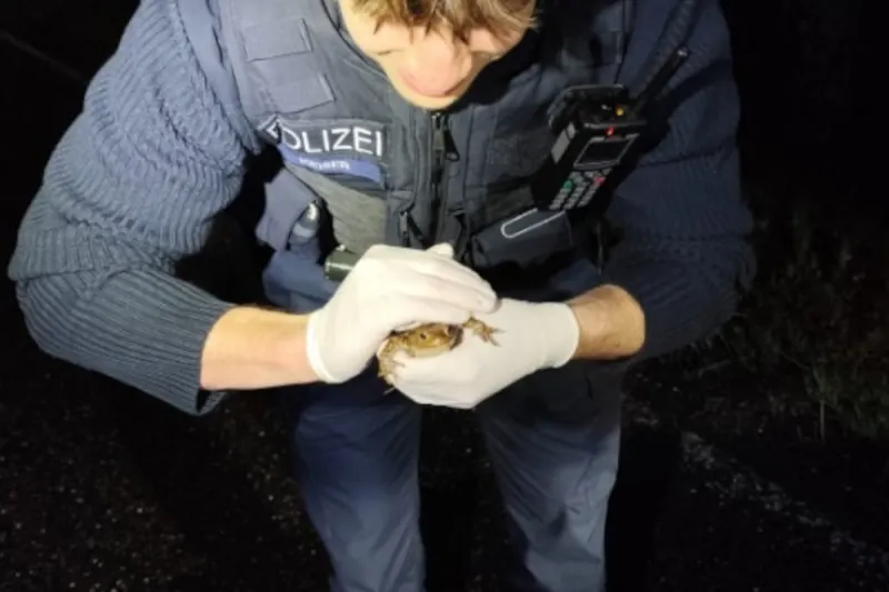 St. Martin – Krötenwanderung sorgt für Polizeieinsatz