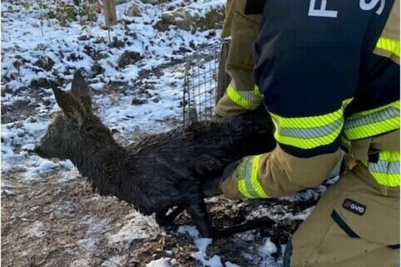 Stuttgart - Reh aus Wassergrube gerettet