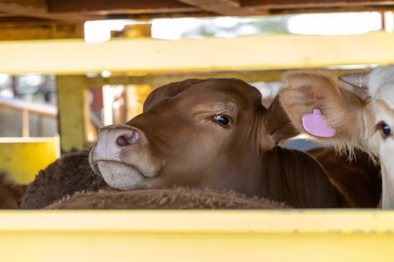 A1 Wildeshausen – Zahlreiche Verstöße bei Tiertransporten