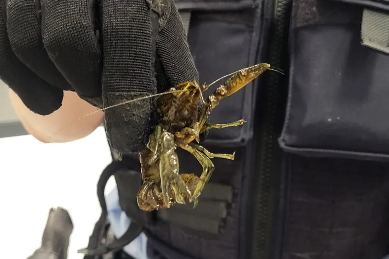 Köln NW – 21 Flusskrebse in S-Bahn gefunden