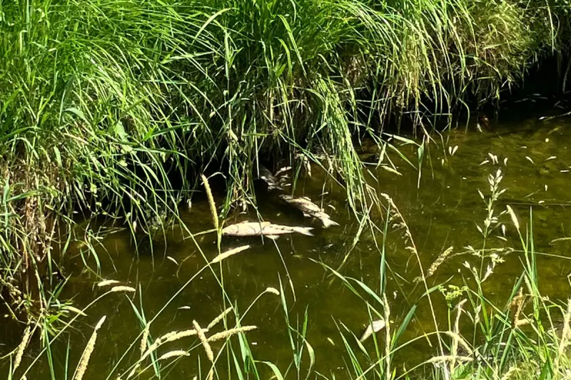 Weinfelden TG – Warmes Wasser als Ursache für Fischsterben