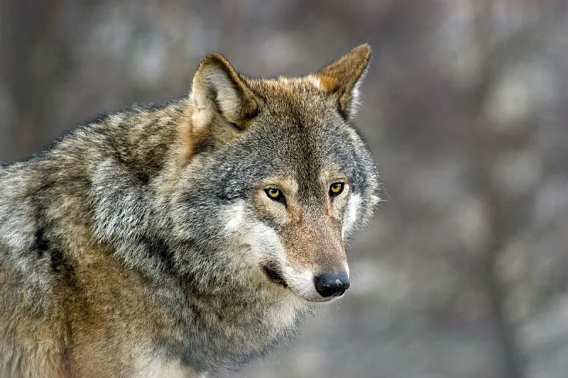 Dellach im Drautal - Wolf von PKW erfasst und verletzt 