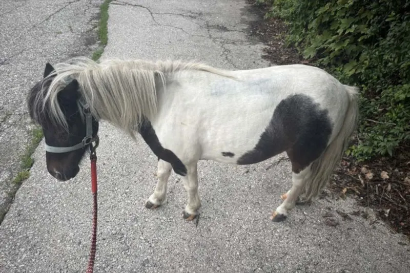 Pony gefunden – Besitzer in Klagenfurt gesucht
