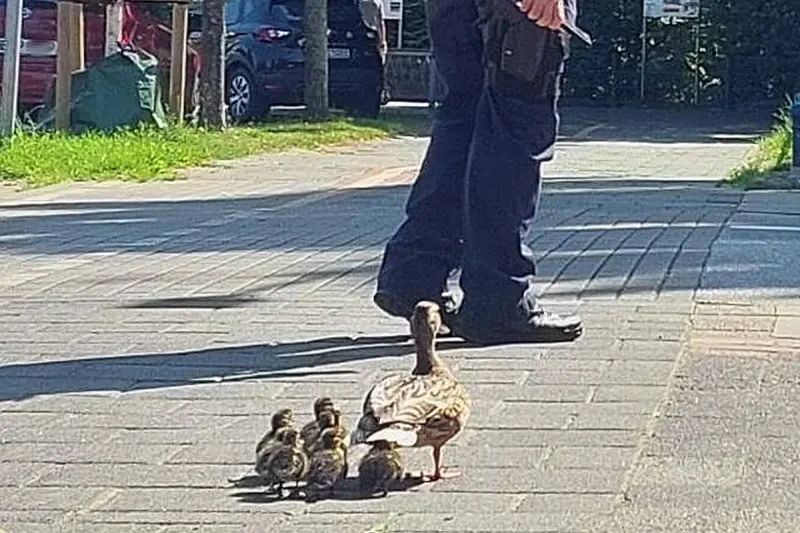 Bremerhaven HB – Polizei rettet Entenfamilie und Jungvogel