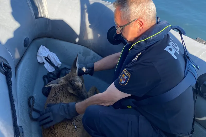 Rostock MV – Wasserschutzpolizei rettet erschöpftes Reh aus Hafenbecken