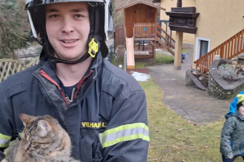 Waidhofen an der Ybbs – Vermisste Katze nach zwei Tagen geborgen
