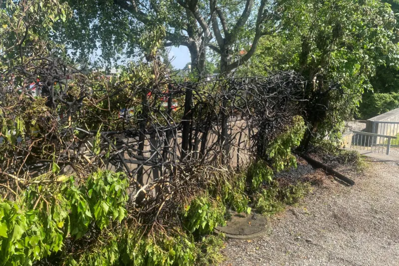 Kreuzlingen TG - Hecke gerät in Brand