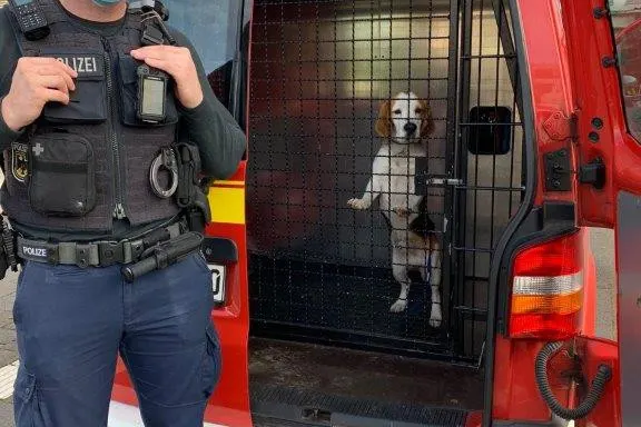 Mülheim a.d. Ruhr - Illegaler Handel mit Hundewelpen