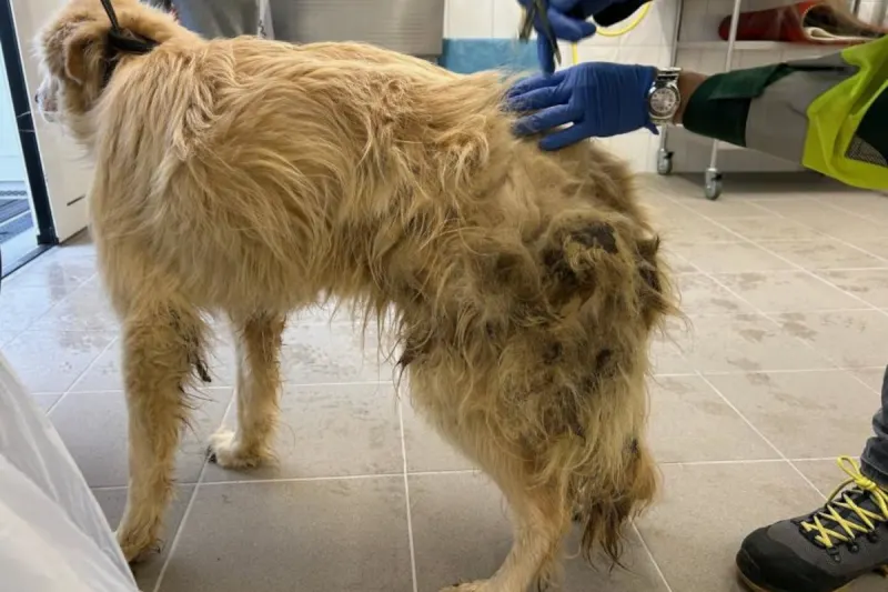 Nickelsdorf – Massive Missstände bei Tiertransport aufgedeckt