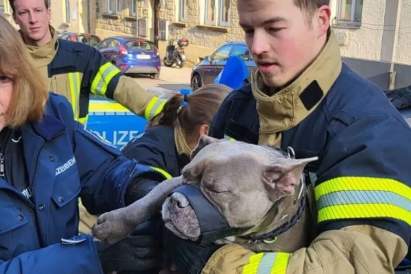 Stuttgart BW - Zitternden Hund aus eiskaltem Auto befreit