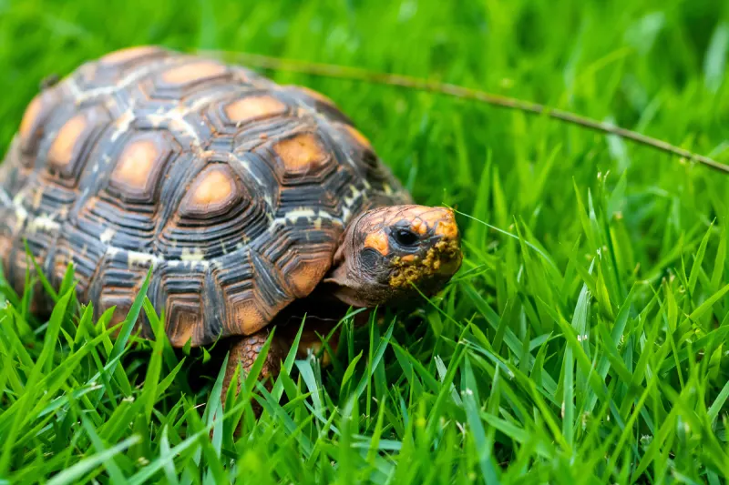 Hildesheim – Schildkröte von Ufer geworfen und schwer verletzt