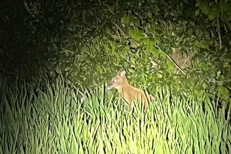 Ahaus – Besitzer von freilaufendem Wallaby gesucht
