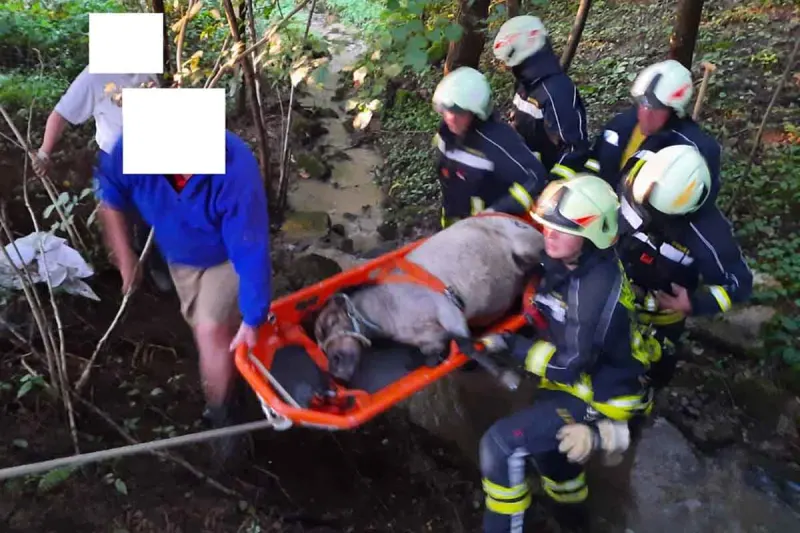 Behamberg - Feuerwehr retten Pony