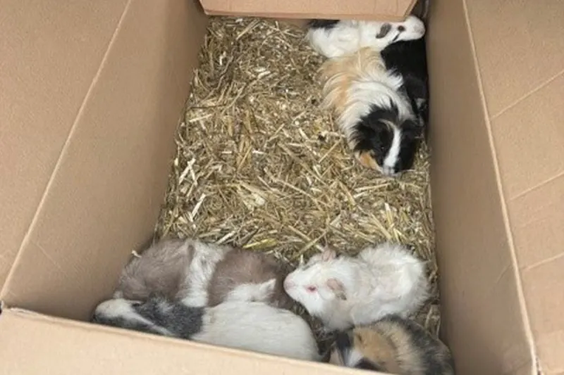 Söchtenau – 20 Meerschweinchen ohne Versorgung ausgesetzt