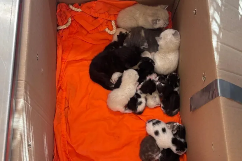 Bremen – 23 Katzen in Kartons ausgesetzt