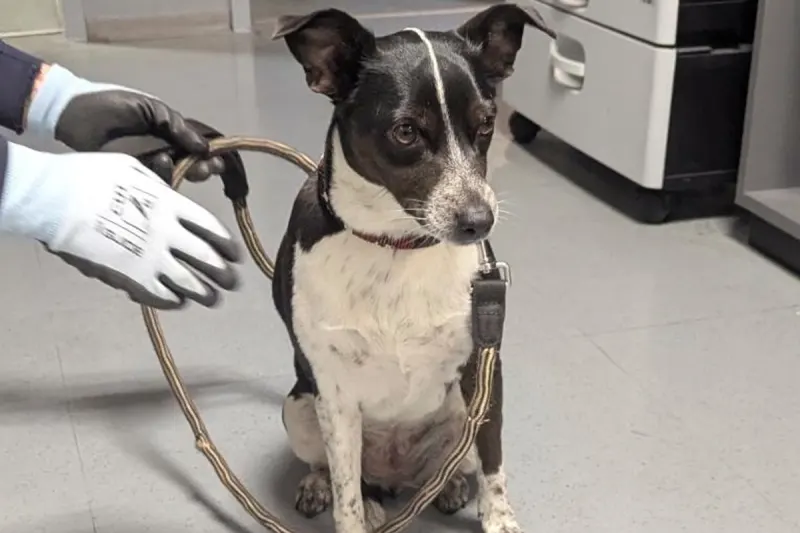 Essen – Mann misshandelt Hund und leistet Widerstand