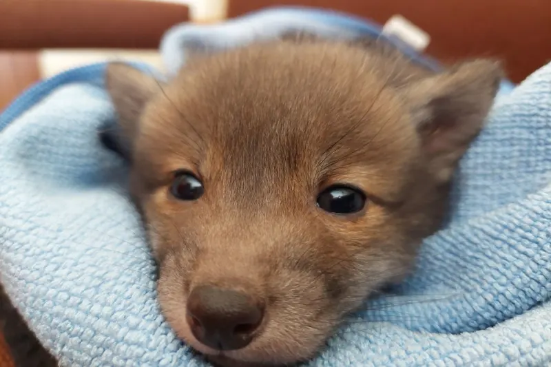 Salzgitter – Hundebesitzer findet Fuchswelpen