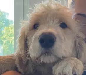 Bergisch Gladbach NW – Polizei sucht Besitzer eines gefundenen Hundes