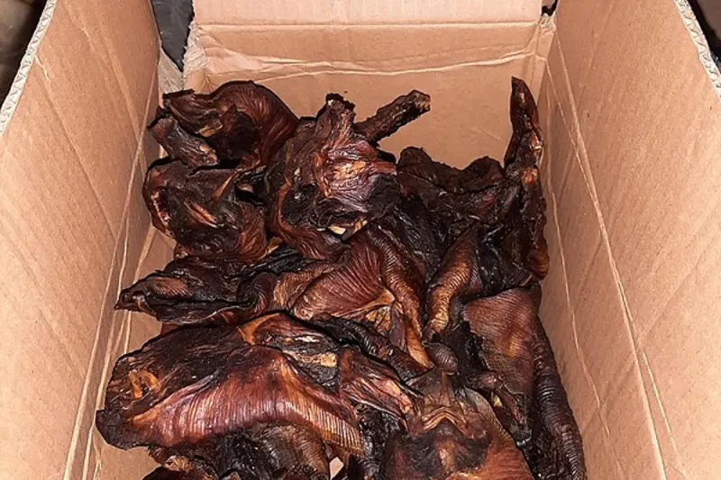 Aachen - Ungekühlten Fisch und gebratene Fledermäuse