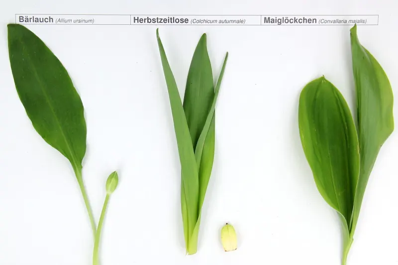Koblenz - Bärlauch mit Herbstzeitlosen verwechselt - Mann stirbt an Vergiftung