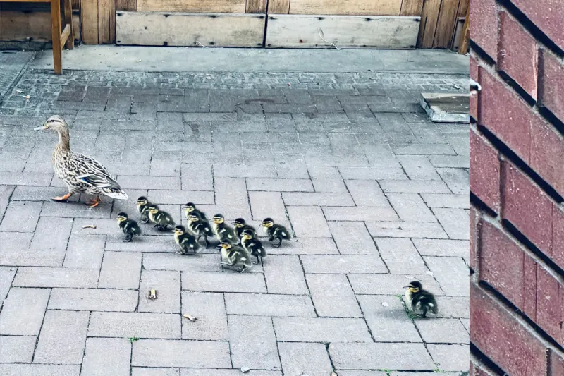 Dinslaken – Feuerwehr rettet Entenfamilie von Hausdach