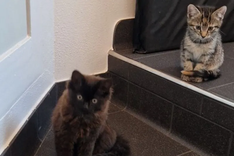 Bergen NI – Drei ausgesetzte Katzenjunge entdeckt