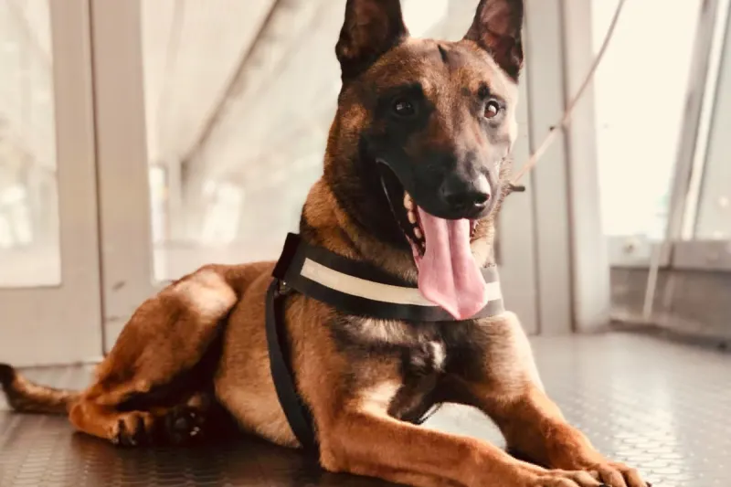 Oldenburger Hauptbahnhof NI - Dubioses Bargeld durch Zollhund gefunden 