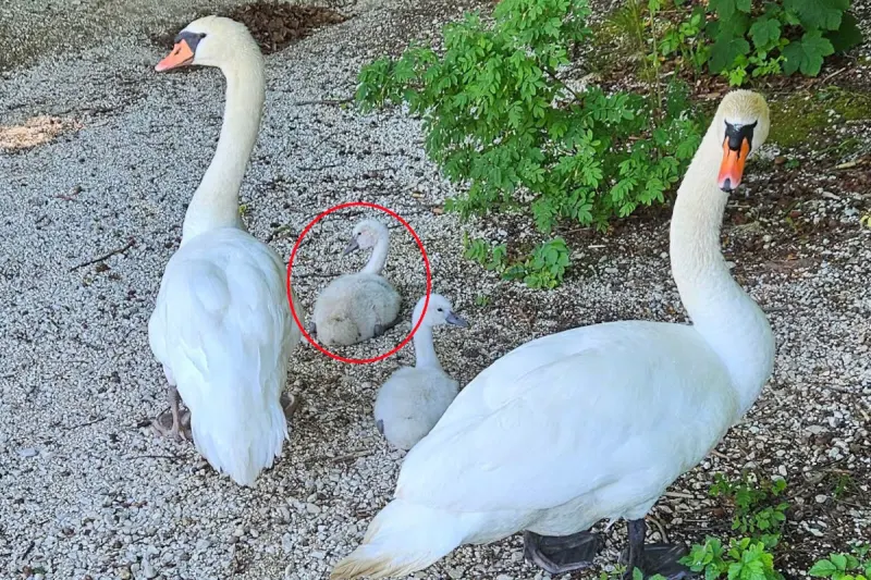 Fuschlsee SB – Polizisten und Passanten retten Jungschwan