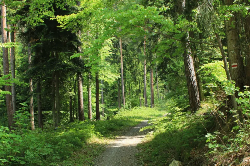 Meiningen - Wanderer findet skelettierten Leichnam