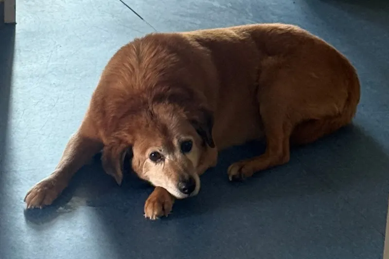 Zeugenaufruf Birkenfeld – Hund ohne Besitzer in Obhut der Polizei