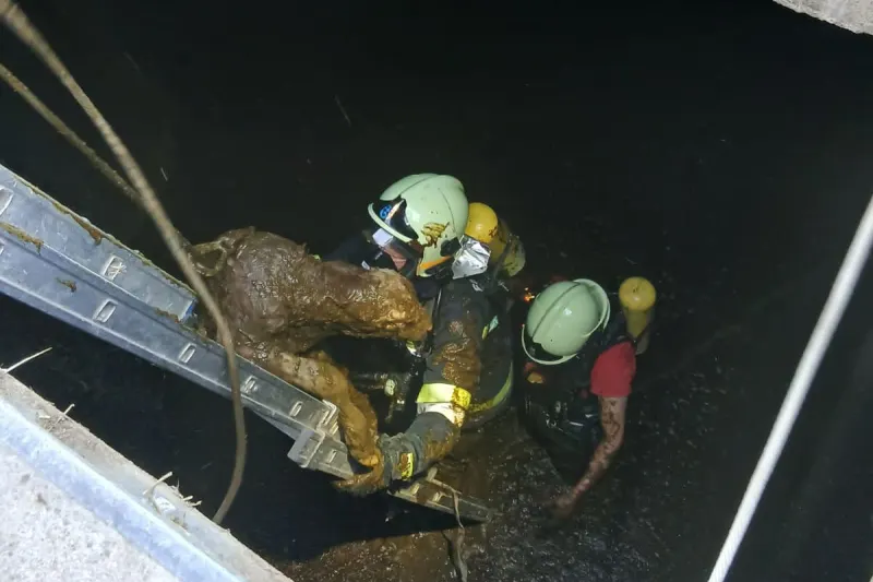 Groisbach – Feuerwehr rettet neugeborene  Kälber aus Güllegrube