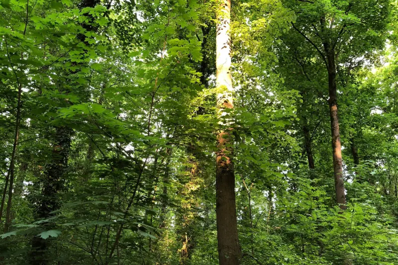 Forstunfall im Bezirk Gmunden - Waldarbeiter verletzt