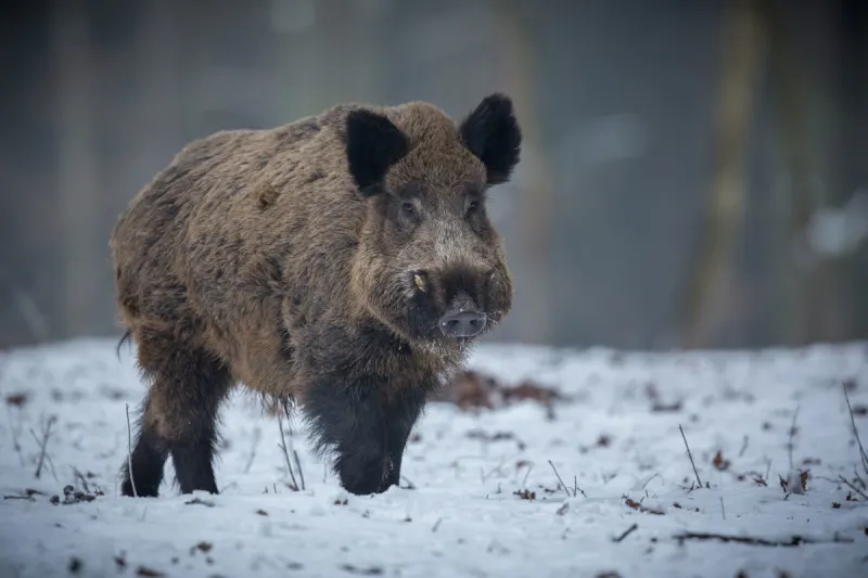 Winterthur ZH – Wildschwein bei Unfall angefahren