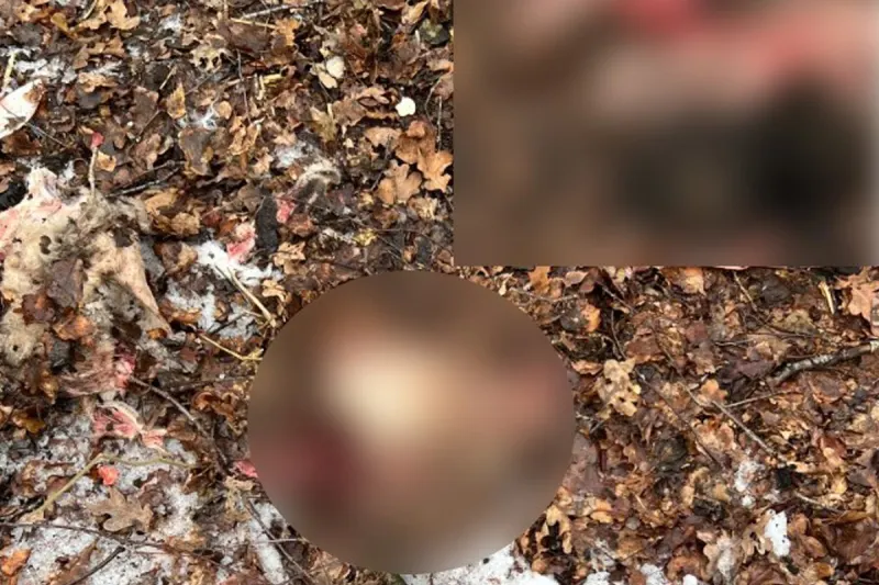 Bremervörde – Abgetrennte Schafsköpfe in Waldgebiet entdeckt