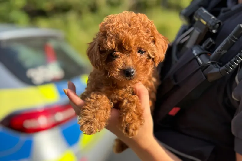 A81 Heilbronn BW – Zoll entdeckt illegal eingeführten Hund bei Kontrolle