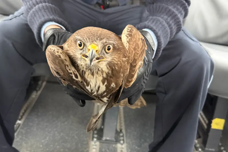 Rastatt – Polizei rettet verletzten Mäusebussard