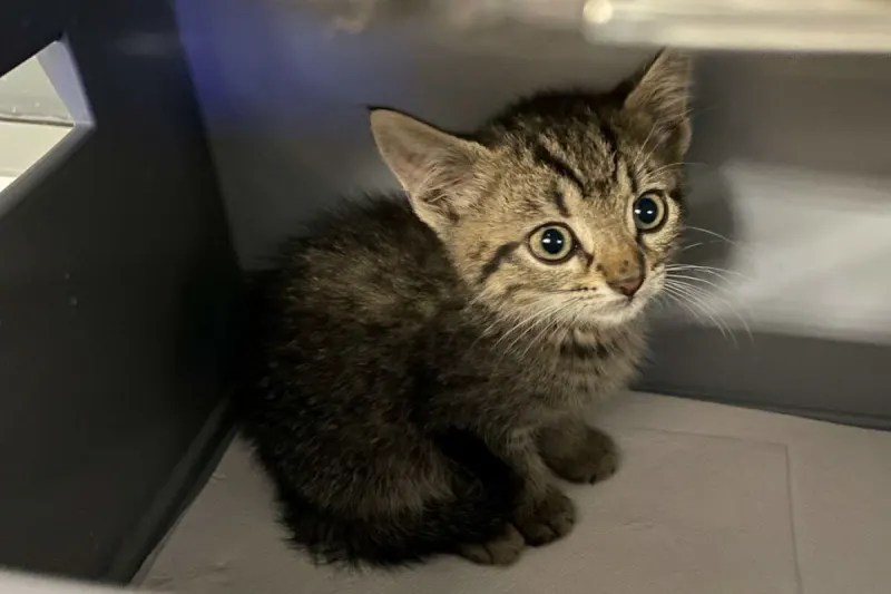 Flughafen Leipzig/Halle SN - Ausgesetztes Katzenbaby gerettet