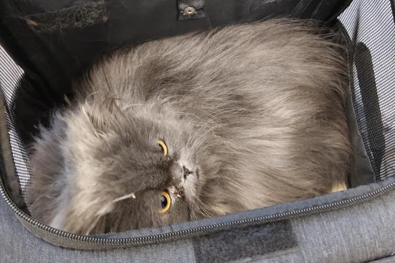 Aachen – Zwei Katzen am Hauptbahnhof ausgesetzt