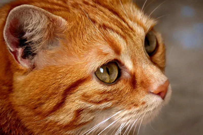 Gersdorf an der Feistritz – Katze mit Luftdruckgewehr verletzt