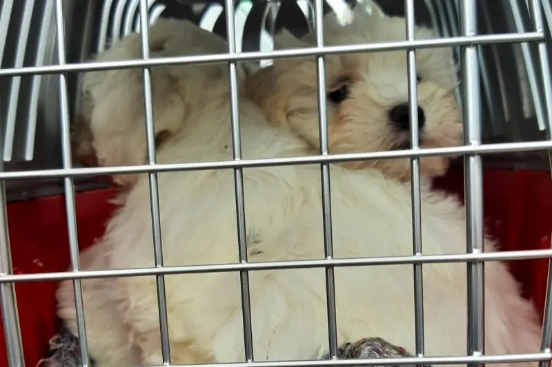 Reitzenhain - Handel mit Hundewelpen unterbunden