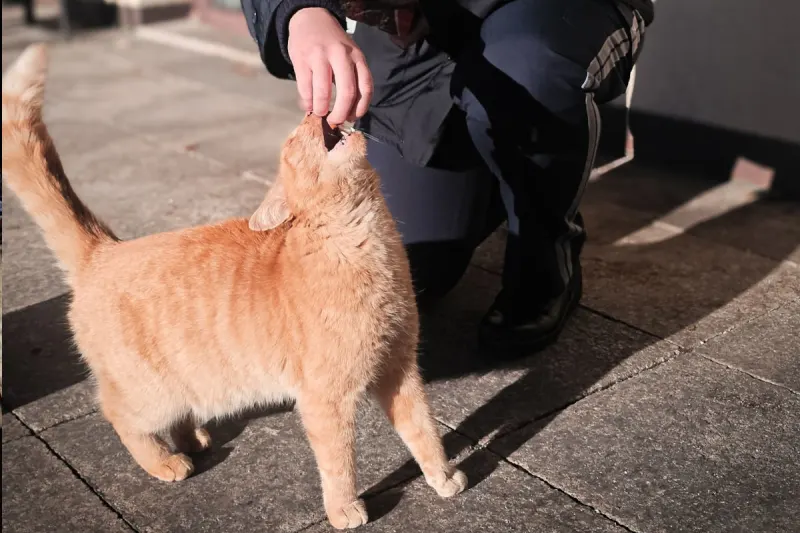 Feldkirch V – Katze sorgt für Auflockerung in der Polizeischule