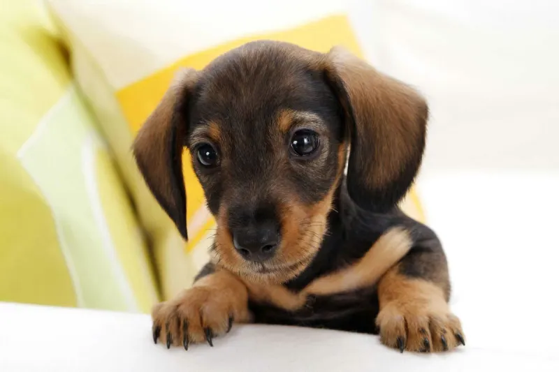 Flachgau - Betrug mit Hundewelpen
