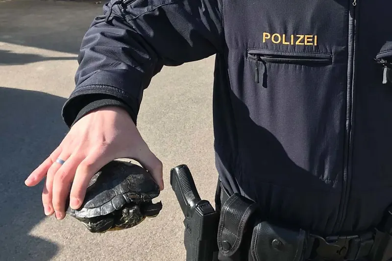 Moosburg - Polizei rettet Schildkröte