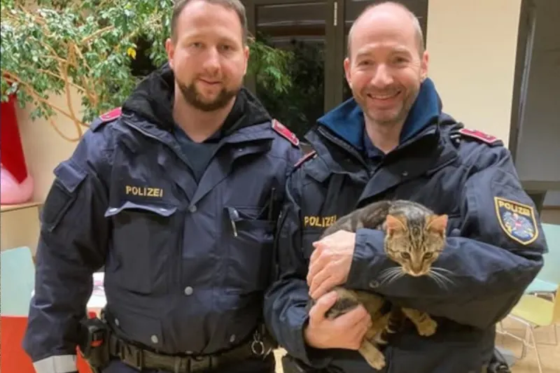 St. Margarethen – Ausgesetzte Katze gerettet