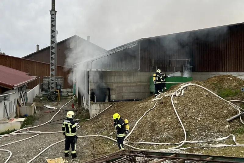 Oppikon TG - Mehrere Schweine sterben bei Brand 